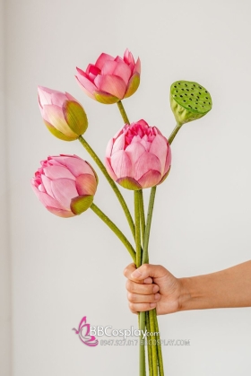 Hoa Sen Và Lá Sen Chụp Ảnh Áo Dài - Tứ Thân